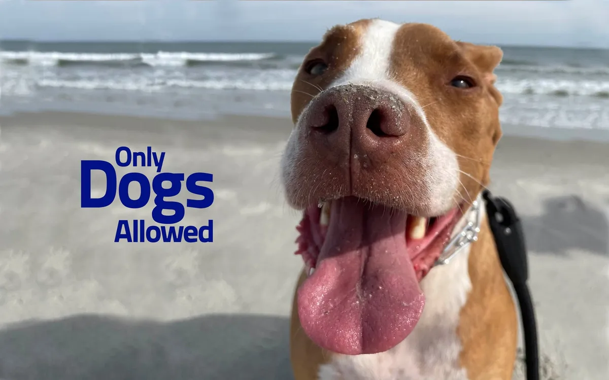 A joyful dog with its face in the foreground, beach sand and ocean waves in the background, and the text 'Only Dogs Allowed' overlayed. The image captures the fun and freedom pets enjoy at the beach, with a direct focus on canine family members enjoying the shoreline.